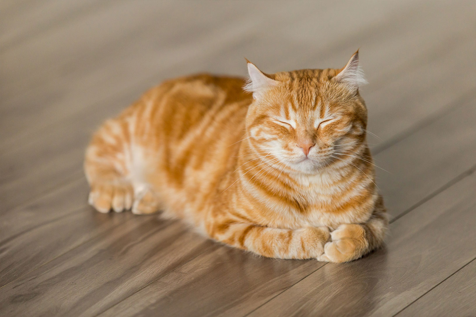 Eine zufrieden grinsende Katze auf einem Boden mit Holzdielen
