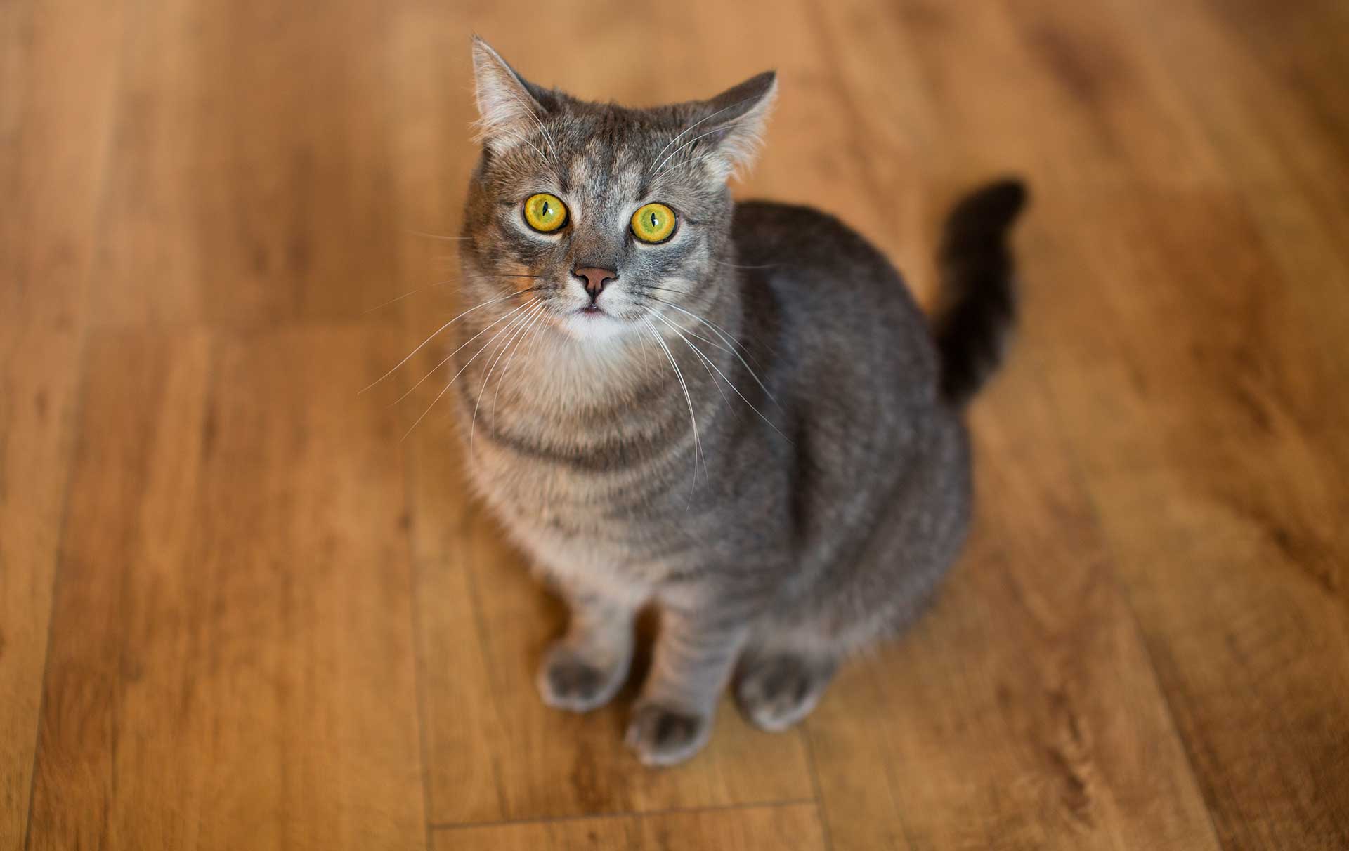 Eine hübsche getigerte Katze sitzt auf einem mittelhellen Parkettboden und schaut fragend in die Kamera © freepik